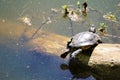 Snapping turtle sunning himself on log