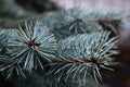 A snapshot of a branch of a coniferous tree close up