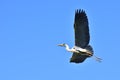A shot of flying heron from profile Royalty Free Stock Photo