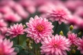 snapshot of a pink bloom up close