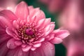 snapshot of a pink bloom up close