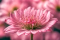 snapshot of a pink bloom up close