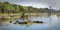 Snapshot presenting a landscape view of a group of water buffaloes immersed in a shallow swampy lake in Cambodia
