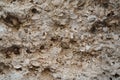 A snapshot of the texture of sedimentary limestone rock in a rock crevice Royalty Free Stock Photo