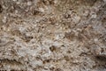 A snapshot of the texture of sedimentary limestone rock in a rock crevice Royalty Free Stock Photo