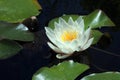 A closeup snapshot of white water lily