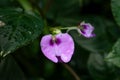 The snapweed Impatiens cordata