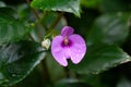 The snapweed Impatiens cordata