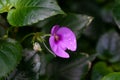 The snapweed Impatiens cordata