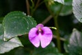 The snapweed Impatiens cordata