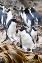 Snares Penguin, Eudyptes robustus
