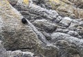 Snares Tomtit, Petroica macrocephala dannefaerdi