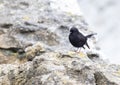 Snares Tomtit, Petroica macrocephala dannefaerdi