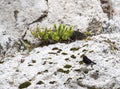 Snares Tomtit, Petroica macrocephala dannefaerdi