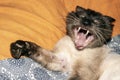The snarl of a Siamese cat.The Siamese cat yawns.The Siamese cat bared its fangs