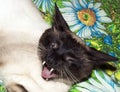 The snarl of a Siamese cat.The Siamese cat yawns.The Siamese cat bared its fangs