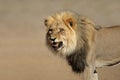 Snarling African lion Royalty Free Stock Photo