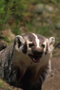 Snarling Badger Royalty Free Stock Photo