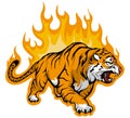 Snarling Bengal tiger on fire,Tiger Mascot.