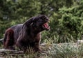 Snarling Black Leopard