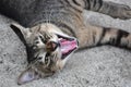 Snarling Cat Lying On Ground