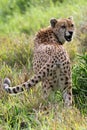Snarling Cheetah Wild Cat Royalty Free Stock Photo