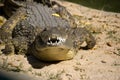 Snarling Crocodile Royalty Free Stock Photo