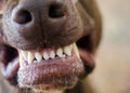 Snarling Dog Showing Teeth Closeup