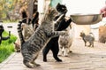 Snarling funny tabby cat requiring food Royalty Free Stock Photo