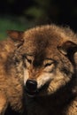 Snarling Gray Wolf Royalty Free Stock Photo