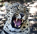 Snarling Leopard with Huge Teeth Royalty Free Stock Photo