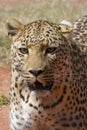 Snarling Leopard with Long Whiskers Royalty Free Stock Photo