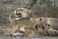 Snarling lioness and her three cubs feeding in Ndutu in Tanzania Royalty Free Stock Photo