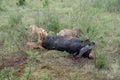 Snarling lions eat and feast on a dead cape buffalo they recently killed. Masaai Mara Reserve in Kenya Royalty Free Stock Photo