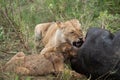 Snarling lions eat and feast on a dead cape buffalo they recently killed. Masaai Mara Reserve in Kenya Royalty Free Stock Photo