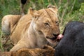 Snarling lions eat and feast on a dead cape buffalo they recently killed. Masaai Mara Reserve in Kenya Royalty Free Stock Photo