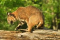 Snarling lynx crossing a log Royalty Free Stock Photo