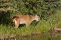 Snarling Mountain Lion Royalty Free Stock Photo