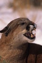 Snarling Mountain Lion Royalty Free Stock Photo