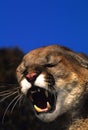 Snarling Mountain Lion Royalty Free Stock Photo