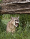 Snarling Mountain Lion Royalty Free Stock Photo