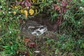 Snarling North American Badger (Taxidea taxus) Royalty Free Stock Photo