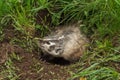 Snarling North American Badger (Taxidea taxus) Royalty Free Stock Photo