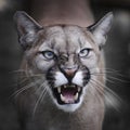 Snarling Puma Royalty Free Stock Photo