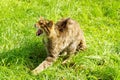 Snarling Scottish Wildcat