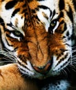 Snarling Siberian Tiger Royalty Free Stock Photo