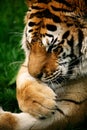 Snarling Siberian Tiger Royalty Free Stock Photo
