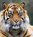 Snarling Siberian Tiger Royalty Free Stock Photo