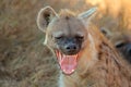 Portrait of a snarling spotted hyena, Kruger National Park, South Africa Royalty Free Stock Photo