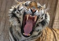 Snarling tiger Royalty Free Stock Photo